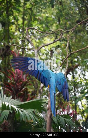 Blue Macaw à Yanacocha, un sanctuaire de la vie sauvage au bord de l'Amazone à Puyo, en Équateur. Banque D'Images