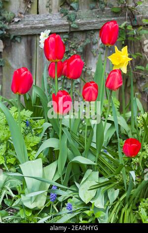 Tulipes rouges (tulipa) dans un jardin frontière de fleurs contre une clôture, Royaume-Uni Banque D'Images