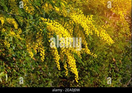 Fleurs jaune vif d'Acacia dealbata dans le jardin jour de printemps ensoleillé Banque D'Images