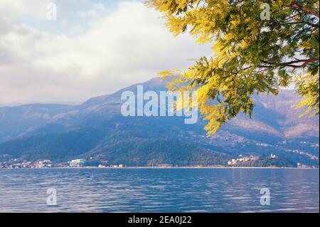 Printemps, beau paysage méditerranéen . Branche de fleurs jaunes d'Acacia dealbata ( mimosa ). Monténégro, baie de Kotor Banque D'Images