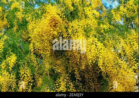 Fleurs de printemps. Branches d'Acacia dealbata en fleur Banque D'Images