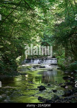 Une section boisée de la maison d'Auldhouse Burn Down dans le gorge du parc Rouken Glen en Écosse Banque D'Images