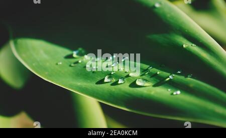 Gouttelettes de pluie sur la feuille ensoleillée d'une plante d'agave verte brillante Banque D'Images