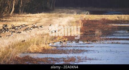 Un troupeau de bernaches du Canada et quelques canards colverts se mêlent au bord d'un marais à l'intérieur du refuge national de la faune de Muscatatuck. Il y a beaucoup de tons bruns. Banque D'Images