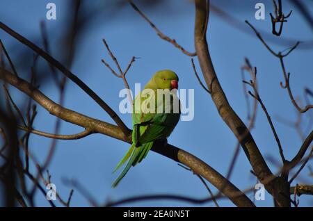 Parakeet PSITTACULA KRAMERI photographié dans Walthamstow Wetlands East London Banque D'Images