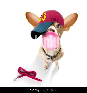 cool look décontracté chien chihuahua portant une casquette ou un chapeau de baseball, sportif et en forme, prêt à marcher avec la laisse Banque D'Images