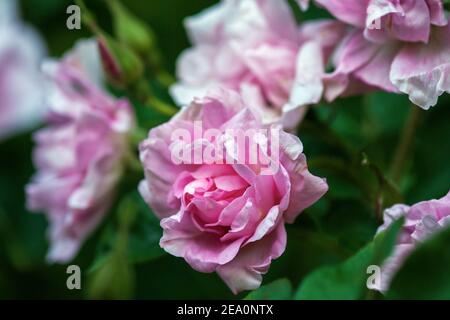 Gros plan des roses roses de haie roses qui fleurissent à la fin de l'été Banque D'Images