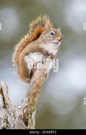 Écureuil rouge américain (Tamiasciurus hudsonicus), hiver, E Amérique du Nord, par Dominique Braud/Dembinsky photo Assoc Banque D'Images