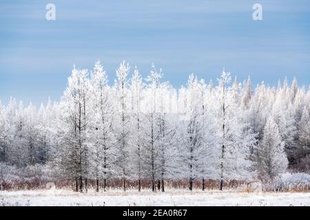 Rime Frost paysage, nord du Minnesota, Etats-Unis, par Dominique Braud/Dembinsky photo Assoc Banque D'Images