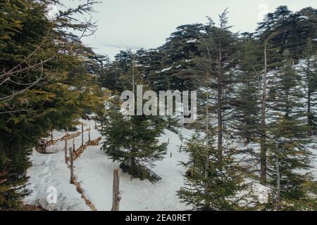 Forêt des Cèdres de Dieu, site classé au patrimoine mondial de l'UNESCO, dans la vallée de Kadisha, au Liban Banque D'Images