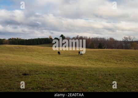 Deux chevaux noirs qui bissent dans un champ le matin de l'automne. Banque D'Images