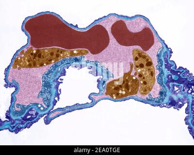 Capillaire pulmonaire, TEM Banque D'Images