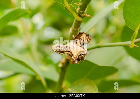 Papillon cocon Head Banque D'Images