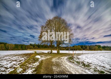 Belle exposition longue de nuages en mouvement sur un seul arbre dans un paysage hivernal enneigé. Banque D'Images