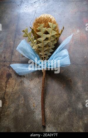 Une fleur de banksia séchée avec un ruban bleu reposant sur le sol Banque D'Images