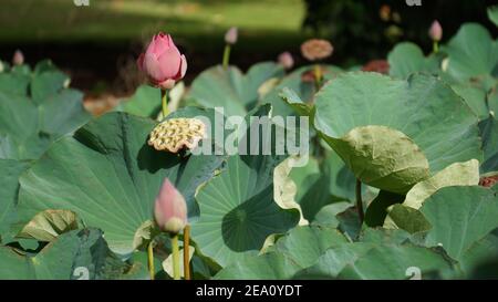 Photos haute résolution Lotus Flowers Banque D'Images