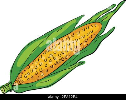 Épis de maïs frais isolés sur fond blanc. Icône de maïs pour le marché, conception de recettes. Aliments biologiques. Style de dessin animé Illustration de Vecteur