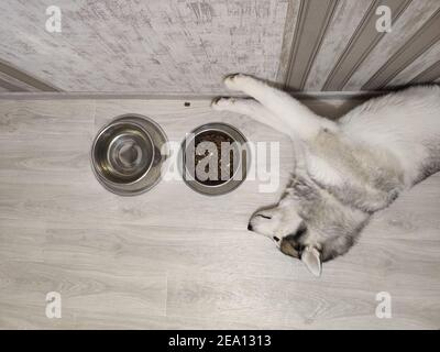 Un chien husky sibérien ​​sleeps près d'un bol de nourriture dans un appartement à la maison Banque D'Images