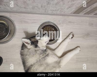 Un chien husky sibérien ​​sleeps près d'un bol de nourriture dans un appartement à la maison Banque D'Images