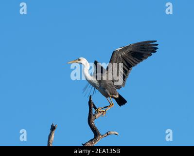 Heron immature pied (Ardea picata) perché sur une branche à ailes ouvertes, barrage Fogg, territoire du Nord, territoire du Nord, Australie Banque D'Images