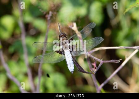 Chaser à corps large (Libellula depressa) libellule de la bande au corps large reposant sur une branche morte avec un fond vert naturel Banque D'Images