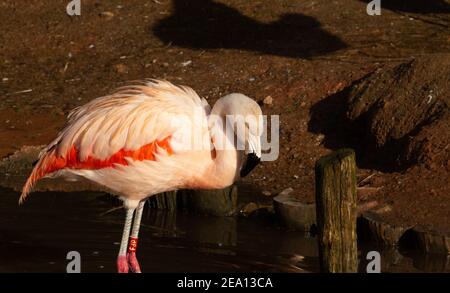 Flamingo du Chili (Phoenicopterus chilensis) Un flamant chilien debout sous le soleil du matin avec un fond naturel Banque D'Images