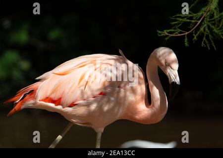 Flamingo du Chili (Phoenicopterus chilensis) Un flamant chilien debout dans l'ombre et isolé sur un fond naturel Banque D'Images