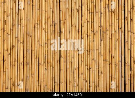 Mur de branches en bambou jaune en gros plan. Barres positionnées verticalement Banque D'Images