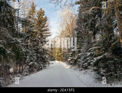 Route de campagne enneigée, paysage d'hiver, route d'hiver et arbres enneigés, hiver dans la forêt lettone Banque D'Images