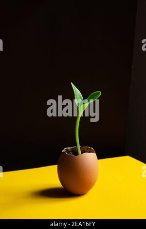 Des courgettes vertes jeunes germées poussent dans des coquilles d'oeuf sur fond noir et jaune, comme concept écologique et aspect printanier Banque D'Images