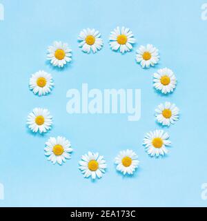 Composition florale. Cadre fleur couronne ronde de fleurs camomille sur fond bleu. Modèle pour votre conception vue de dessus plat espace de copie. Banque D'Images