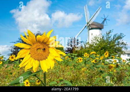 Magnifique tournesol jaune avec abeille en face du moulin à vent historique Dans le nord de l'Allemagne Banque D'Images