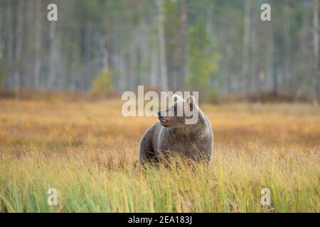 Ours brun dans l'habitat naturel de la Finlande, faune finlandaise, rencontre rare, grand prédateur, nature sauvage européenne. Magnifique et majestueux Brown Bear U. Banque D'Images