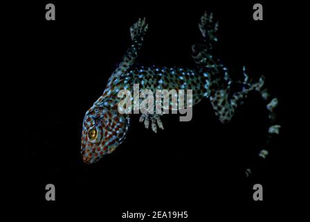 Tokay Gecko - Gekko gecko, magnifique grand lézard de gradens et maisons asiatiques, Thaïlande. Banque D'Images