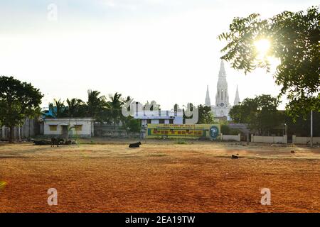 Kanyakumari, Tamil Nadu, Inde - janvier 2017 : les vaches sont en terre orange dans un parc. Ancienne église catholique en arrière-plan. Soleil brillant à travers les feuilles o Banque D'Images