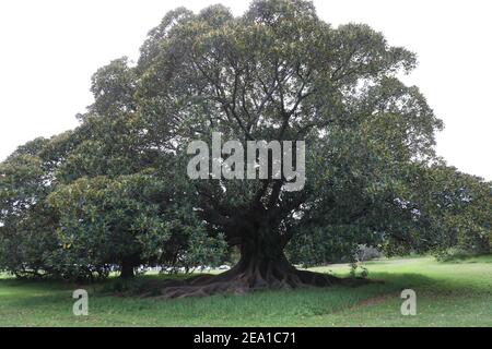 Le Ficus macrophylla, communément connu sous le nom de figuier de la baie de Moreton ou de banyan australien, est un grand Banyan à feuilles persistantes de la famille des Moraceae, originaire d'Easte Banque D'Images