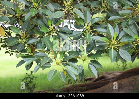 Le Ficus macrophylla, communément connu sous le nom de figuier de la baie de Moreton ou de banyan australien, est un grand Banyan à feuilles persistantes de la famille des Moraceae, originaire d'Easte Banque D'Images