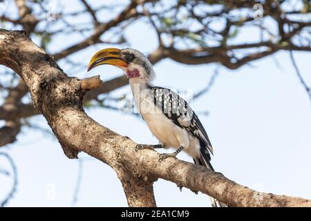 Hornbill à bec jaune de l'est, Tockus flavirostris, adulte unique perché sur une branche d'arbre, Samburu, Kenya, 29 octobre 2007 Banque D'Images