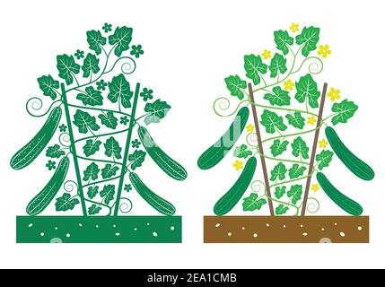 plante de concombre avec feuilles et fleur Illustration de Vecteur