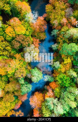 Vue de haut en bas de la forêt d'automne colorée, vue aérienne de la Pologne Banque D'Images