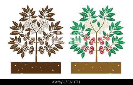 arbre à café avec feuilles et produit Illustration de Vecteur