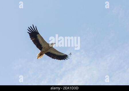 Vautour égyptien, Neophron percnopterus, adulte en vol contre un ciel bleu, Espagne, Europe Banque D'Images