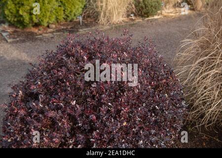 Feuillage d'hiver violet vif de l'arbuste Evergreen Tawhiwhi (Pittosporum tenuifolium 'Tom Thumb') Culture dans un jardin de campagne dans le Devon rural Banque D'Images