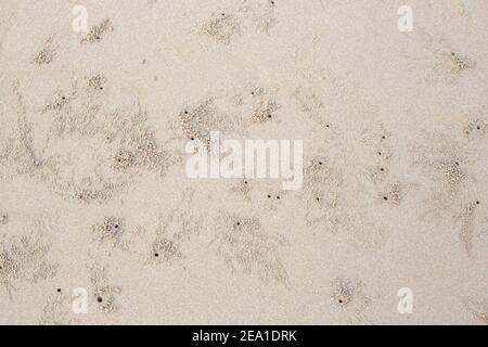 sable de mer avec des trous de crabes, des trous sur la surface du petit articulé Banque D'Images