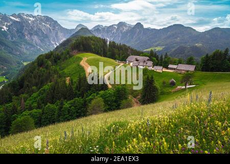 Magnifique paysage de printemps avec diverses fleurs alpines colorées et des montagnes enneigées en arrière-plan, Logarska Dolina (vallée de Logar), Slovénie, Europe Banque D'Images