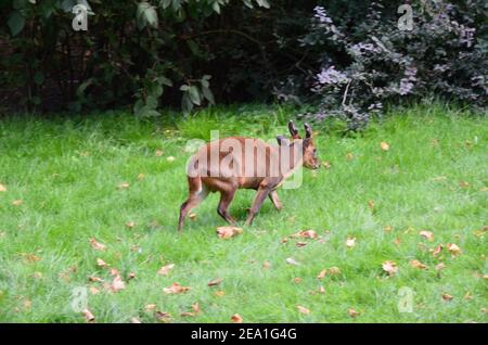 Muntjac chinois (Muntiacus reevesi), également connu sous le nom de muntjac de Reeves au zoo de Francfort à Francfort-sur-le-main, Hesse, Allemagne Banque D'Images