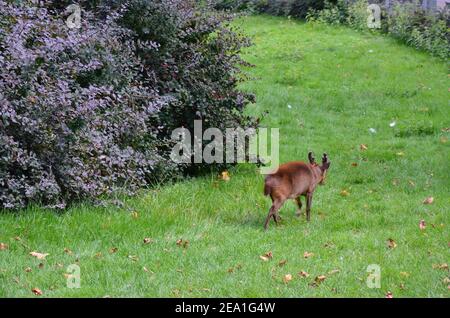 Muntjac chinois (Muntiacus reevesi), également connu sous le nom de muntjac de Reeves au zoo de Francfort à Francfort-sur-le-main, Hesse, Allemagne Banque D'Images