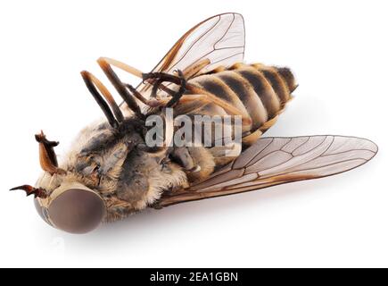 Photo macro de la mouche morte isolée sur fond blanc. Gros plan sur l'insecte de la mouche du bot mort Banque D'Images