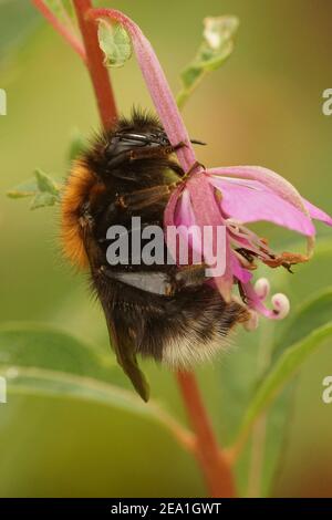 Gros plan d'une reine d'arbre ou d'un nouveau jardin bourdon, Bombus hypnorum Banque D'Images