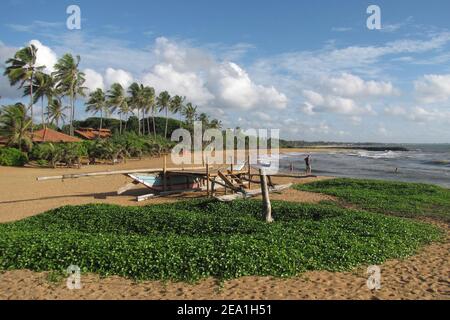 Vue vers le sud sur la côte du Sri Lankan à Waikkal Beach avec quelques personnes, bungalows de vacances, un vieux bateau de pêche et des palmiers en vue. Banque D'Images